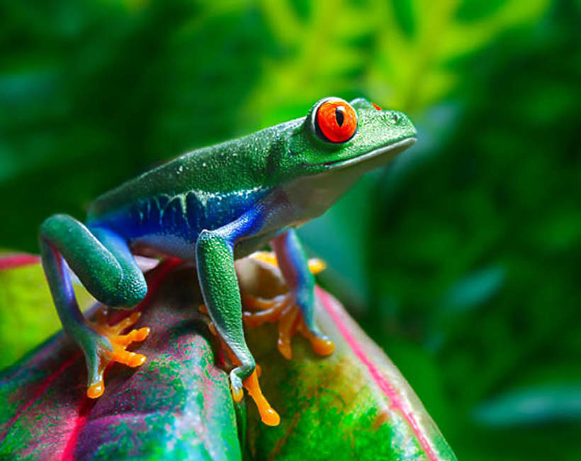 Costa Rica żaba