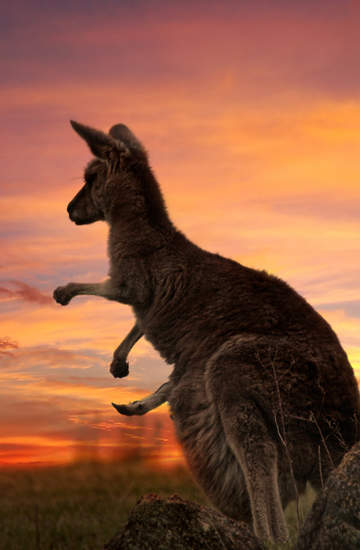 Dzień Australii Kangur 3