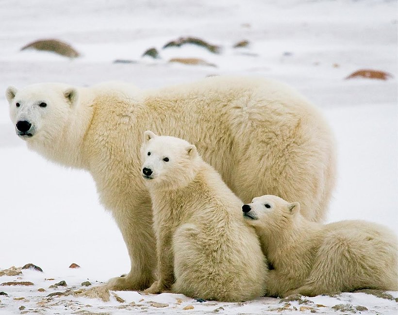 dzień niedźwiedzi polarnych