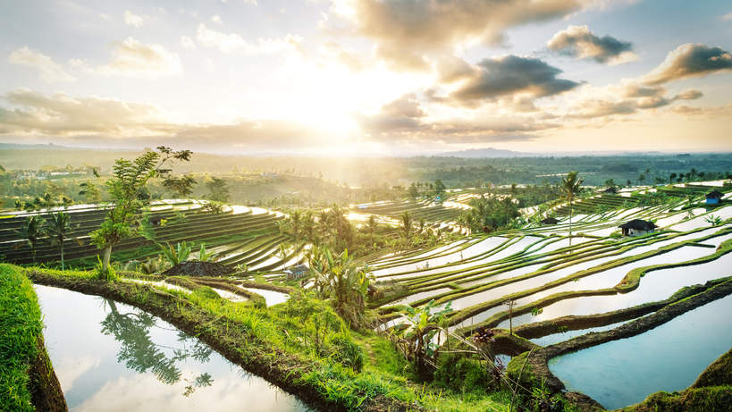Indonezja Bali tarasy ryżowe
