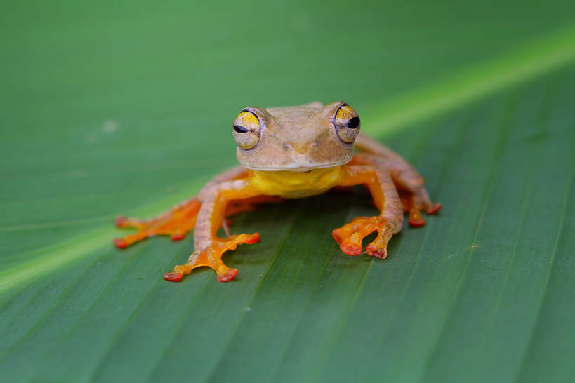 Indonezja latająca żaba
