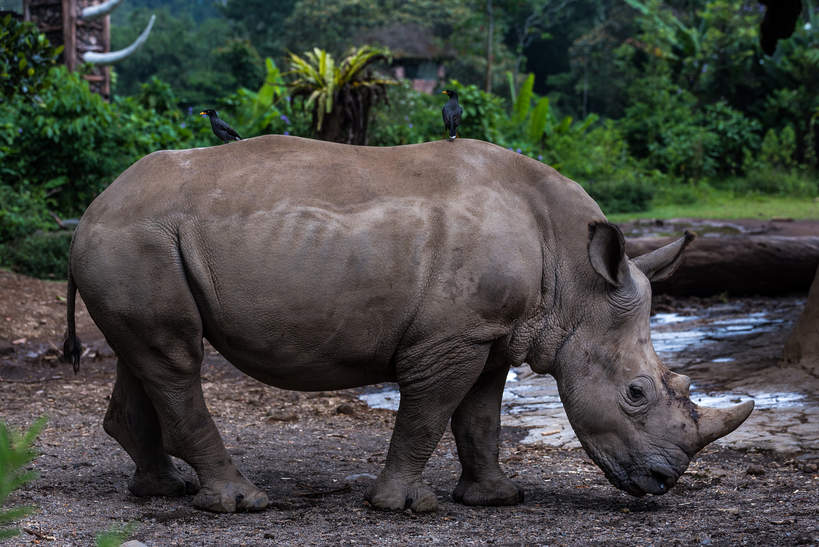 Indonezja nosorożec