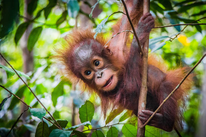 Indonezja orangutan