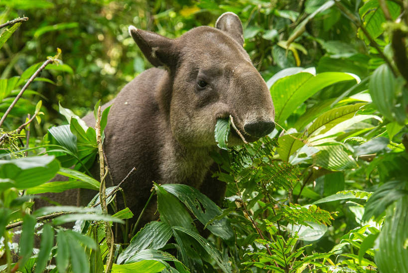 Indonezja tapir