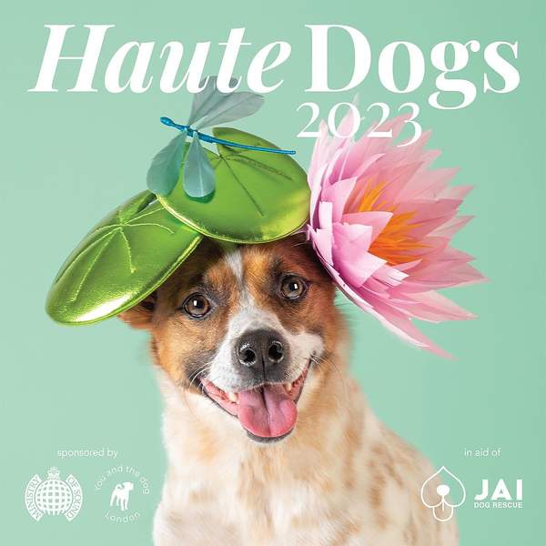 kalendarz charytatywny psów w kapeluszach