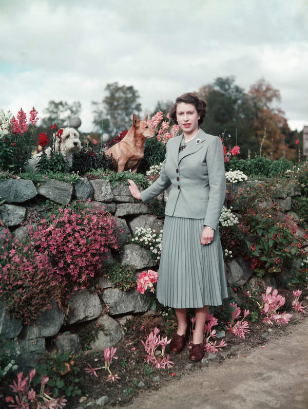 Reine Elizabeth II, 01.09.1952, chiens corgi