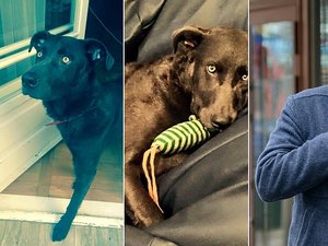 Marcin Dorociński szuka psa swojej agentki - na zdjęciu pies