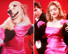 Zobacz niezwykłe zdjęcia psa, przebranego za... Madonnę!