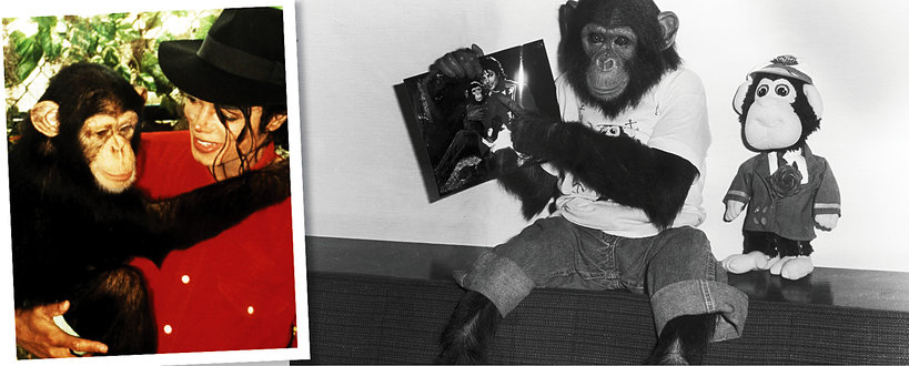Michael Jackson szympans