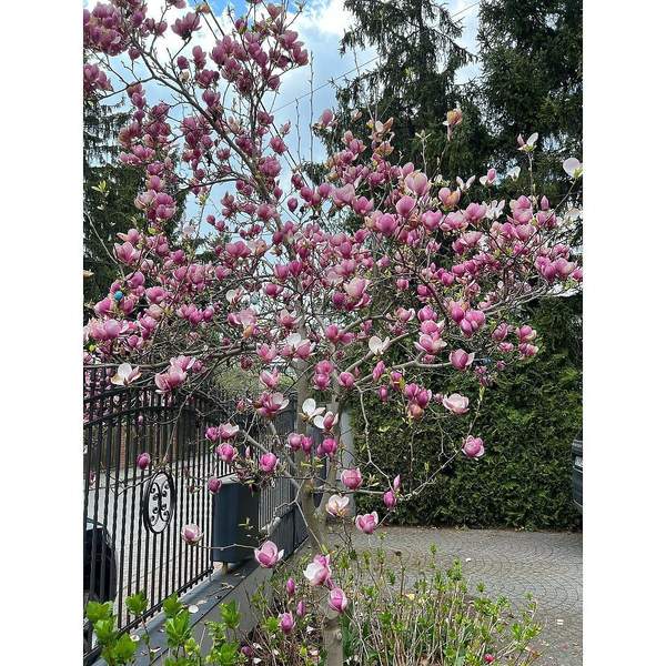 ogród Edyty Pazury magnolia