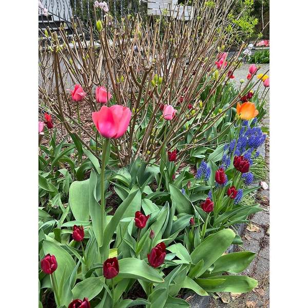 ogród Edyty Pazury tulipany
