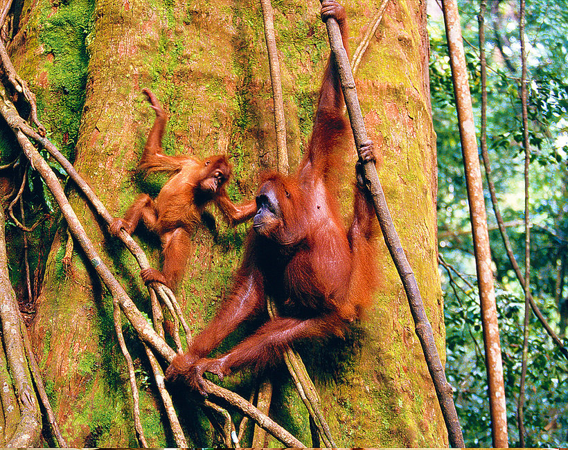 orangutany