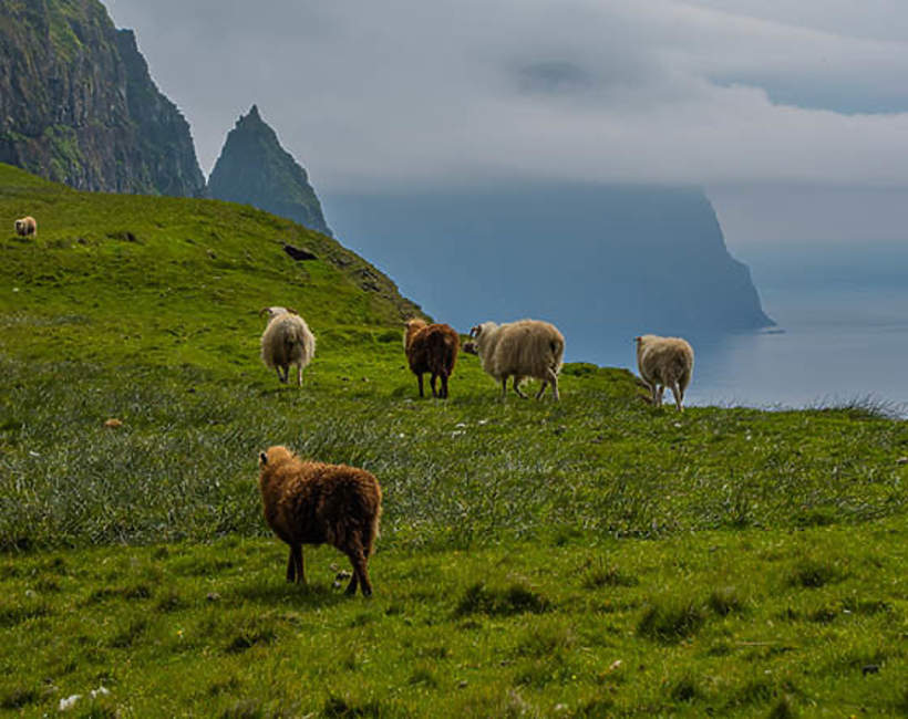 owce na Wyspach Owczych