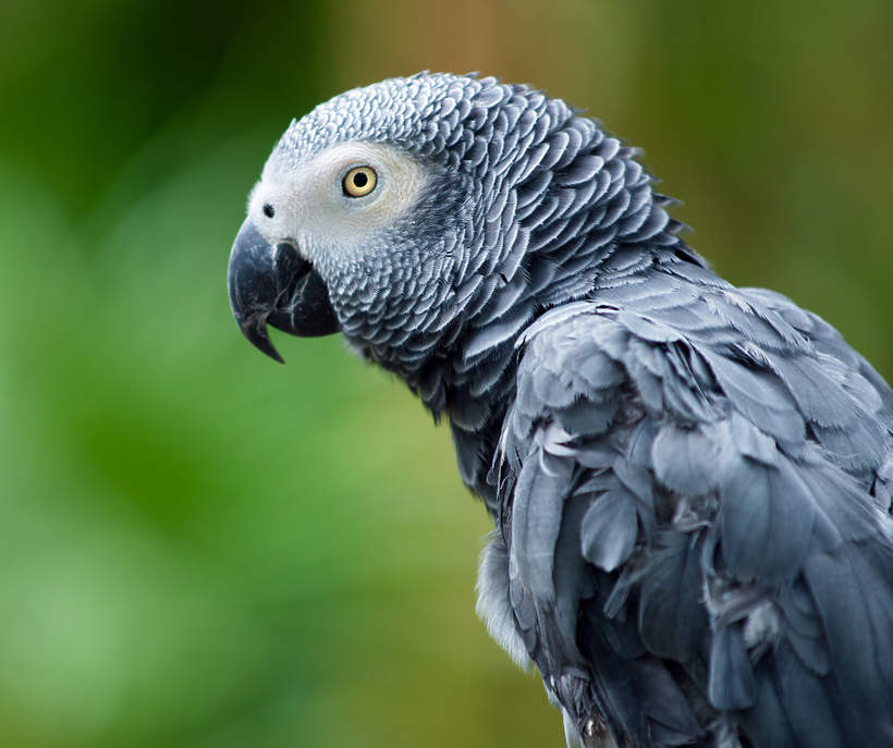 Papugi wyrzucone z zoo za przeklenstwa