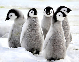 Dziś Dzień Pingwina! Oto kilka ciekawostek na ich temat!