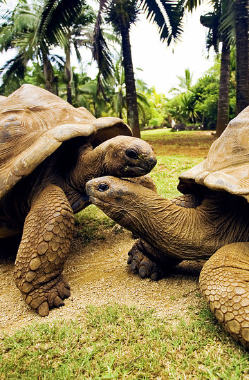 Poldi i Bibi, żółwie, które się rozwiodły 