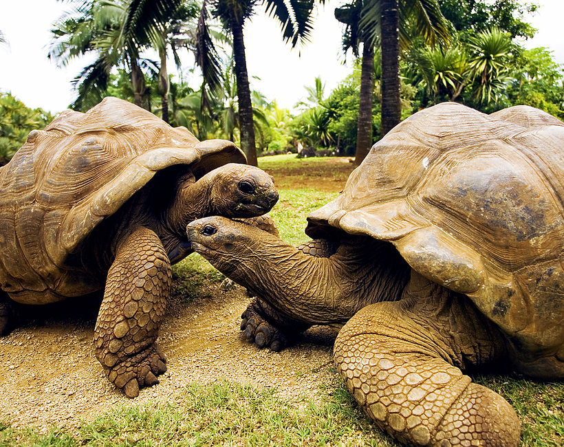 Poldi i Bibi, żółwie, które się rozwiodły 