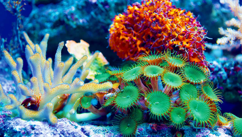 rafa koralowa