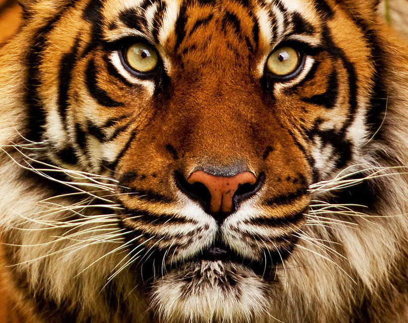Światowy Dzień Tygrysa
