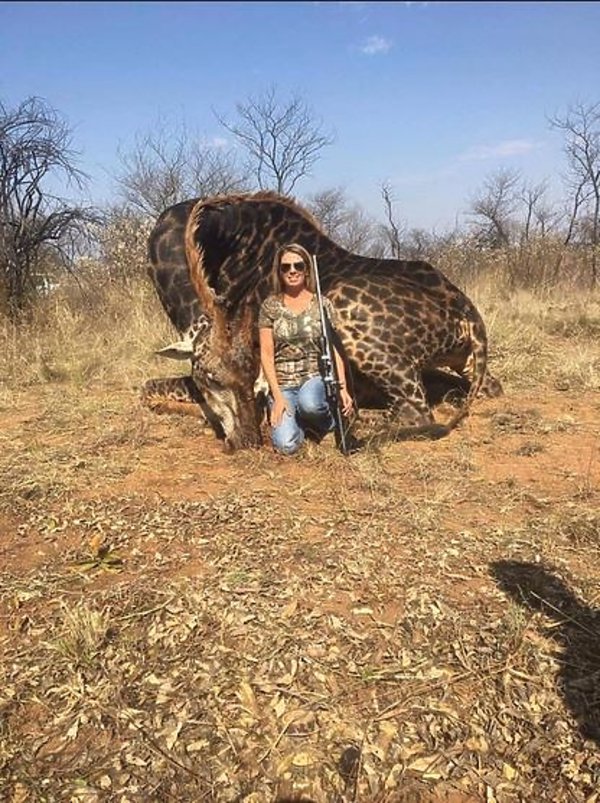 Tess Thompson Talley, Amerykanka, która zabiła żyrafę