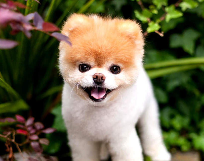 Zmarl Boo Najpopularniejszy Pies Swiata Jego Profil Obserwowalo Prawie 600 Tys Fanow Viva Pl