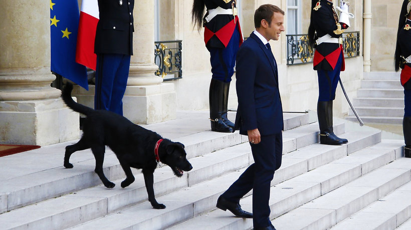 Emmanuel Macron i Brigitte Macron mają nowego psa. Pupil Macronów w Pałacu Elizejskim