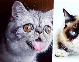 Grumpy Cat, Kot Herman, Gimo... Oto koci królowie Instagrama! 