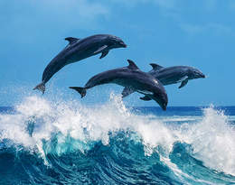 W Kanadzie wprowadzono absolutny zakaz przetrzymywania delfin&oacute;w w parkach morskich!