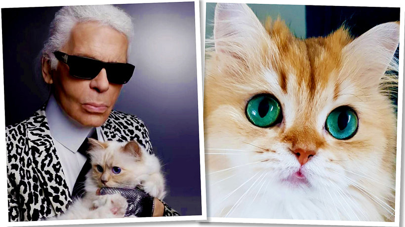 #CatsOfInstagram, czyli najpopularniejsze koty na Instagramie