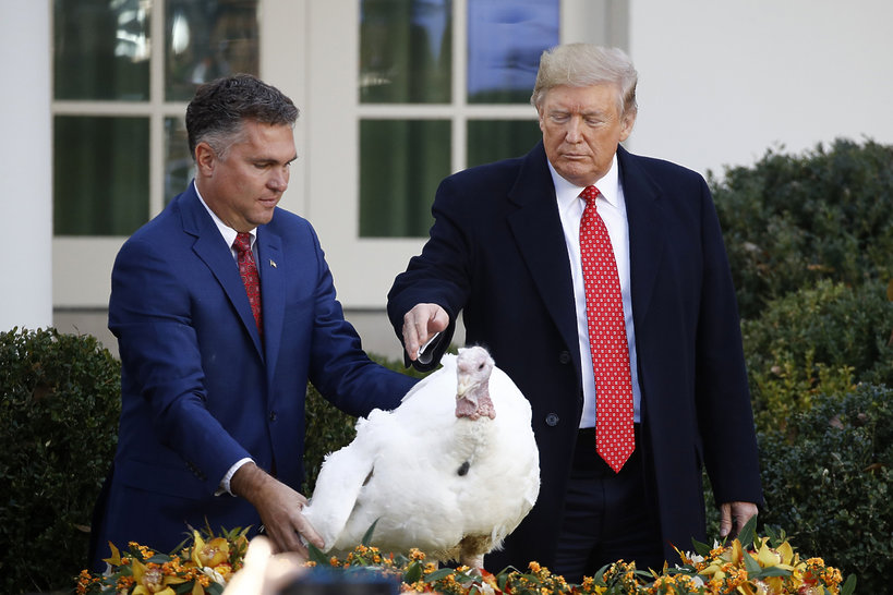 Indyki ułaskawione przez prezydenta Trumpa przed Thanksgiving 