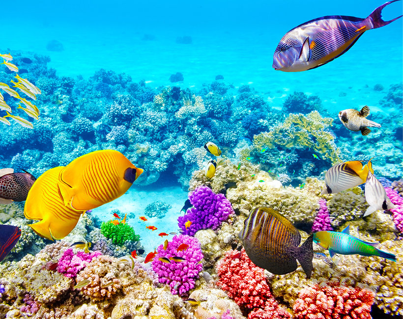 Światowy Dzień Oceanów, njapiękniesze rafy koralowe - Wielka Rafa ...