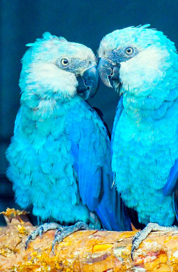 Papuga z filmu Rio, ara modra - czy grozi jej wyginięcie?