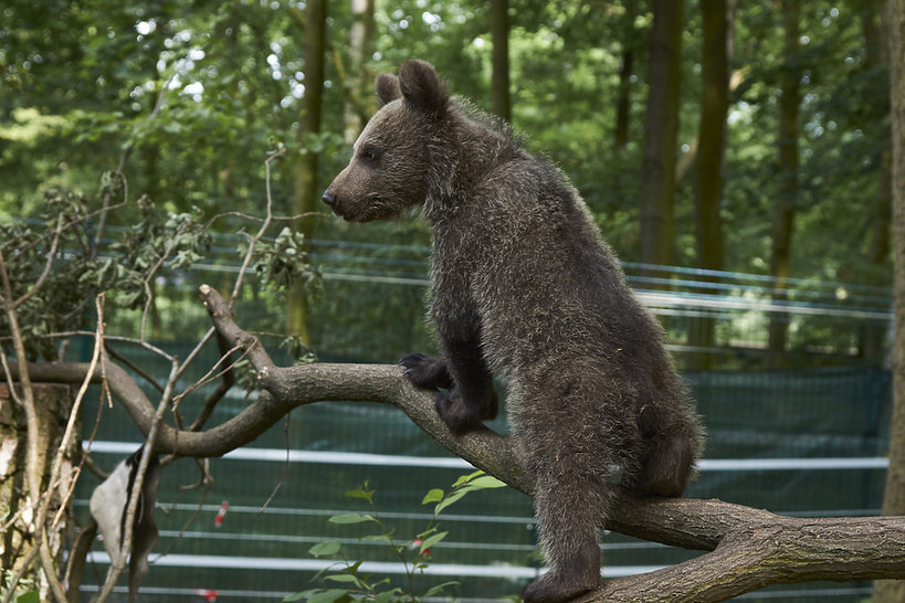 Niedźwiadek Cisna z poznańskiego zoo