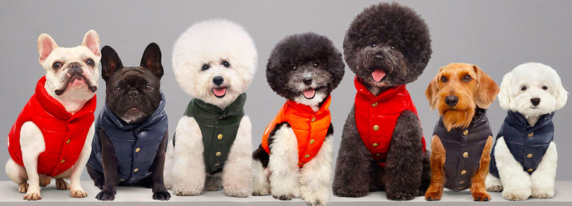 Ubranka dla psów luksusowej marki Moncler